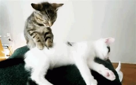 pussy massage gif|Pussy